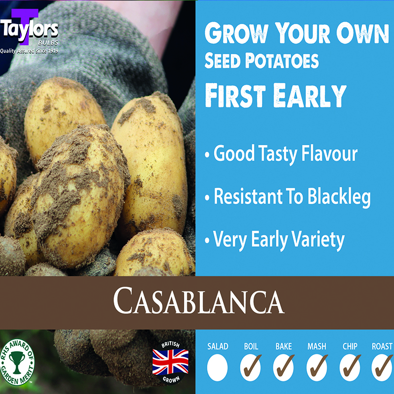 Seed Potato Cassablanca