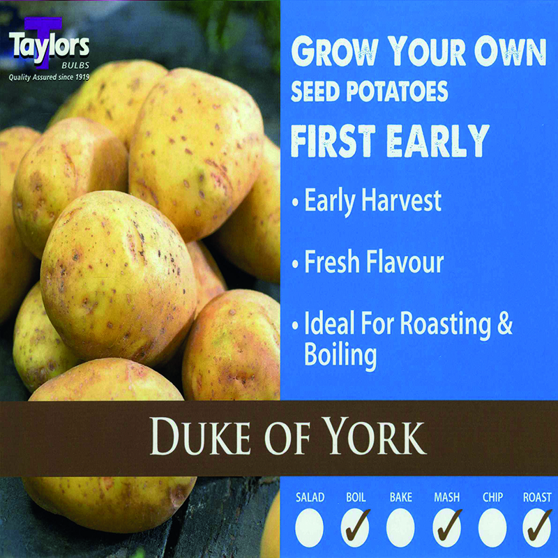 Seed Potato Duke of York