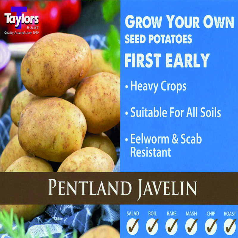 Seed Potato Pentland Javelin