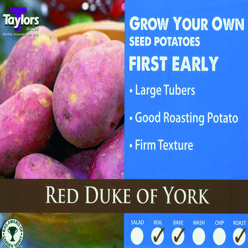 Seed Potato Red Duke of York