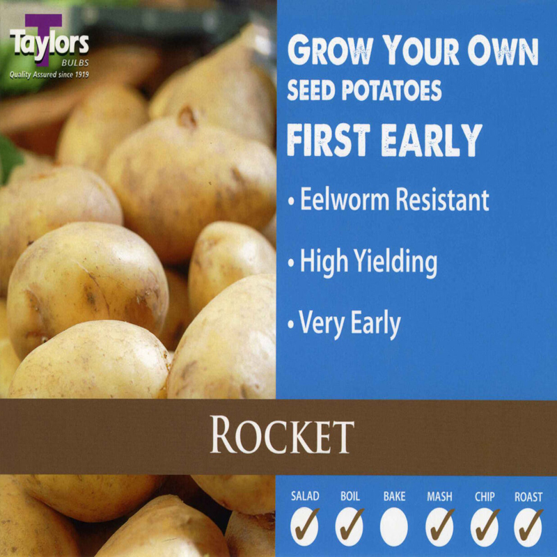 Seed Potato Rocket