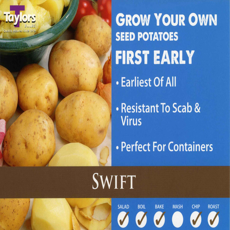 Seed Potato Swift