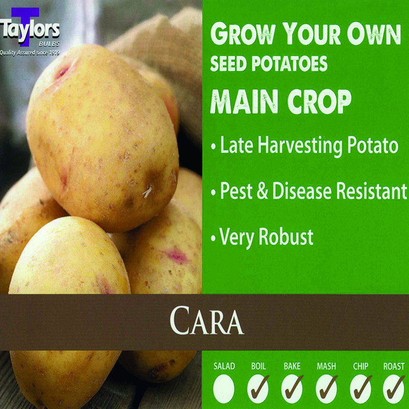 Seed Potato Cara