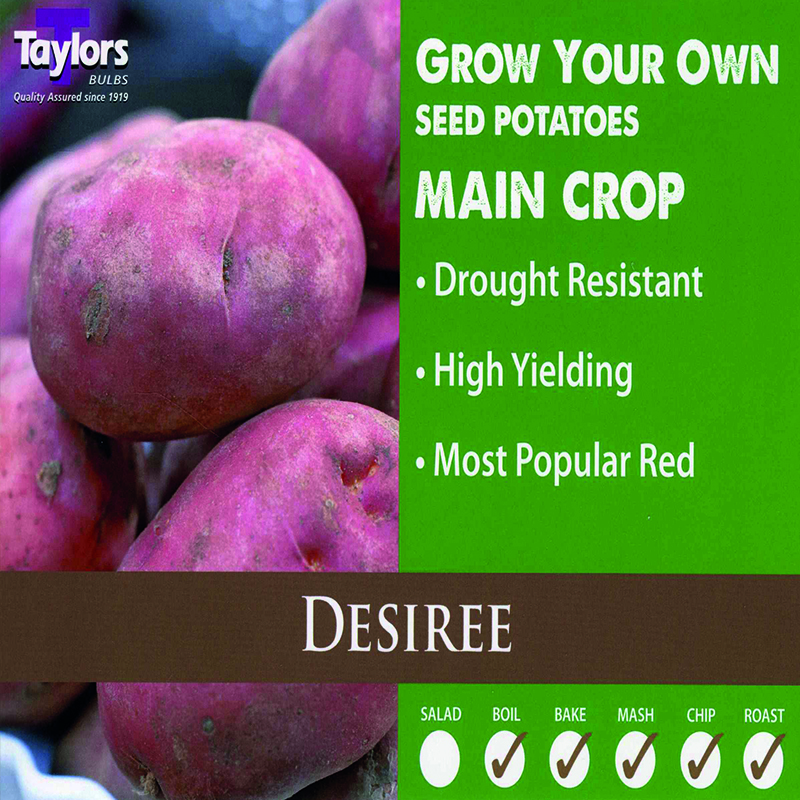 Seed Potato Desiree