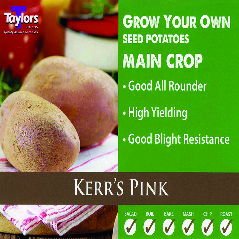 Seed Potato Kerrs Pink