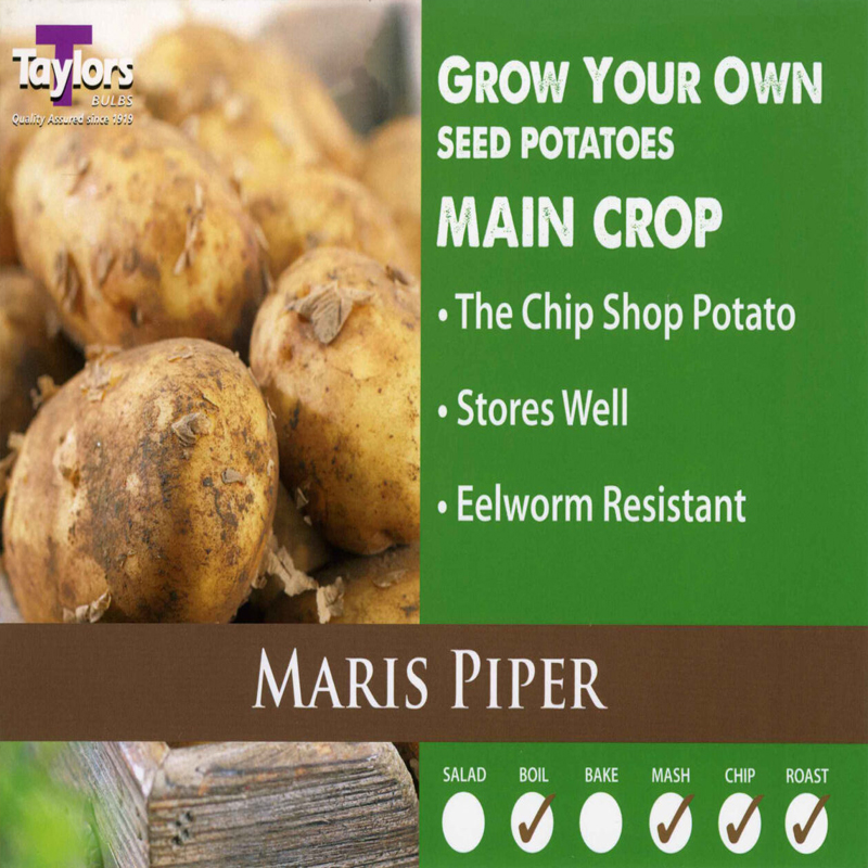 Seed Potato Maris Piper