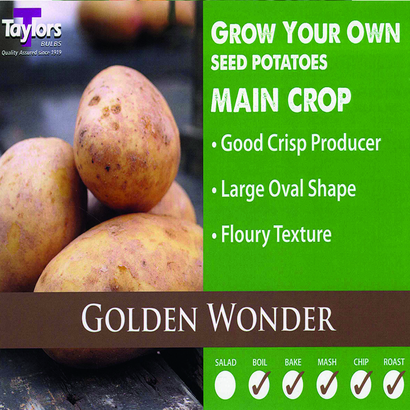 Seed Potato Golden Wonder