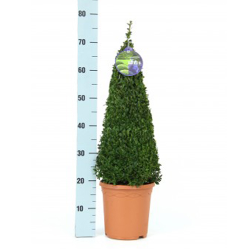 Buxus Pyramid  23cm 2 for £60