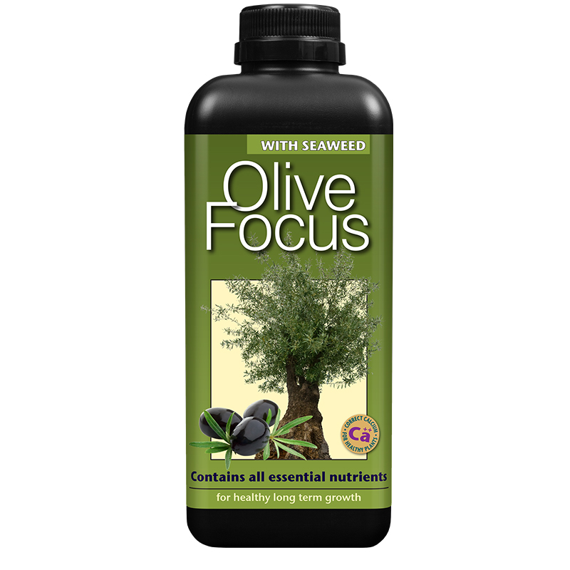 Olive Focus 1l