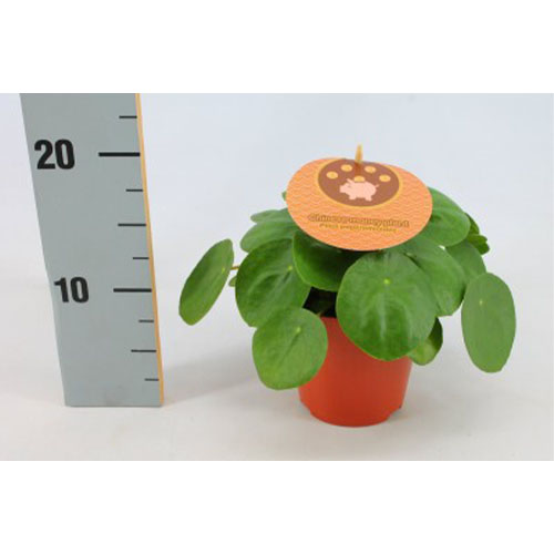 Chinese Money Plant (Pilea Peperomioides)