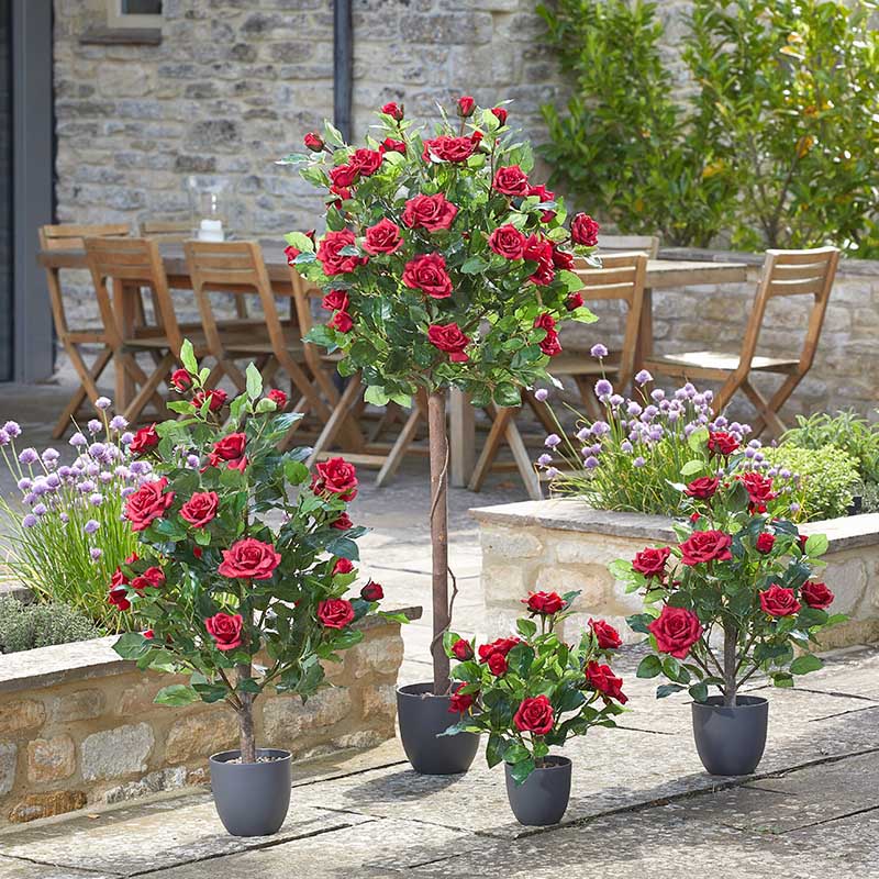 Rose Tree Rugby Red 120cm