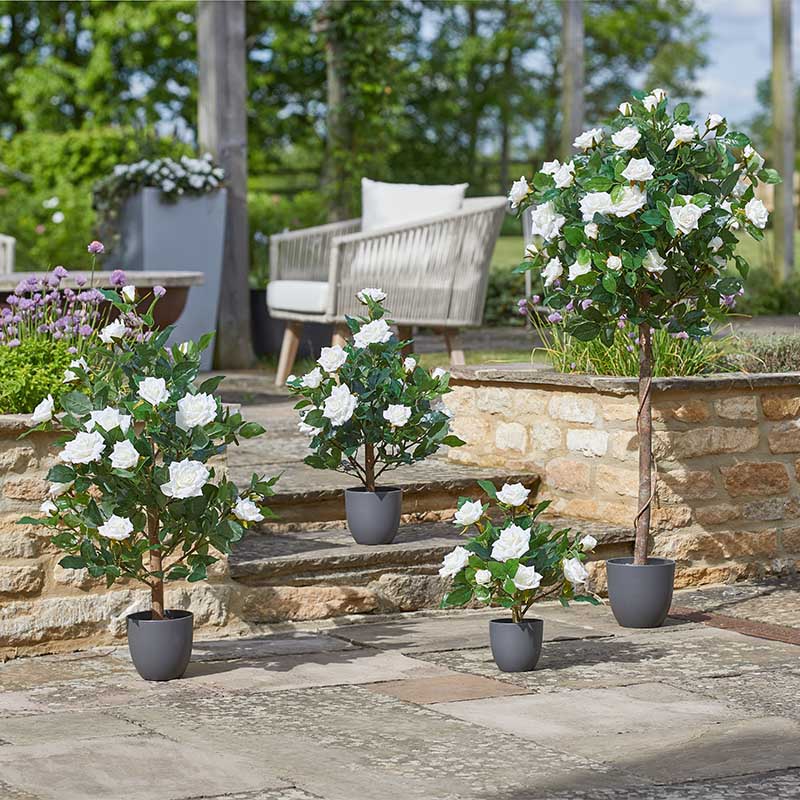 Rose Tree White 120cm