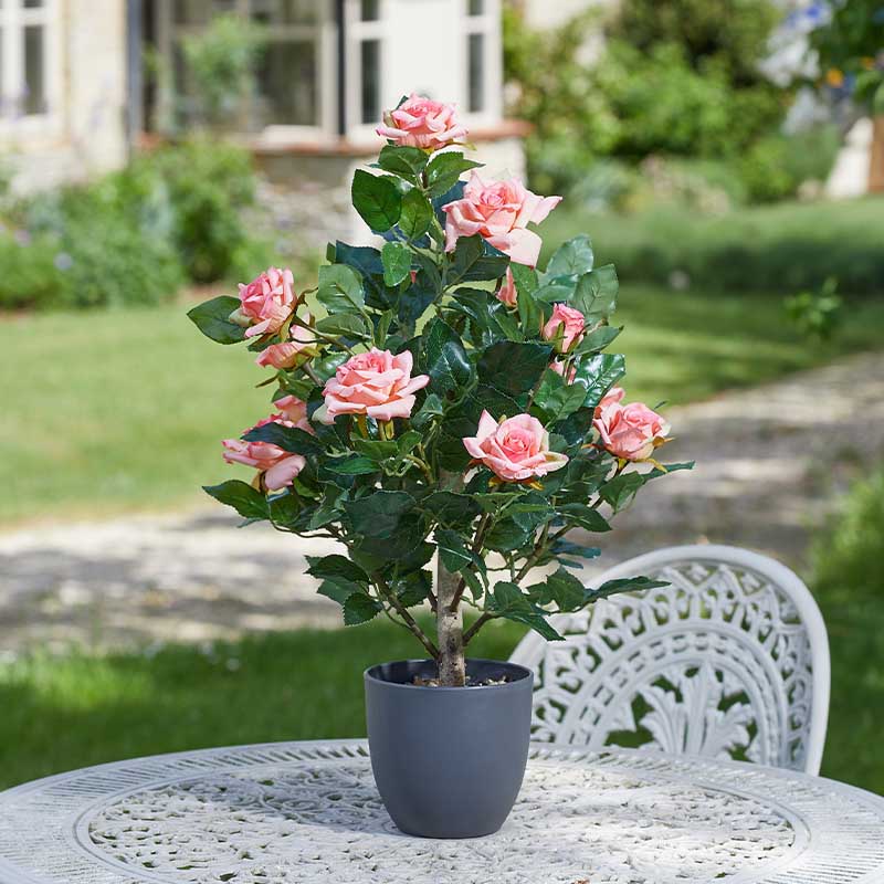 Rose Tree Perfect Pink 60cm