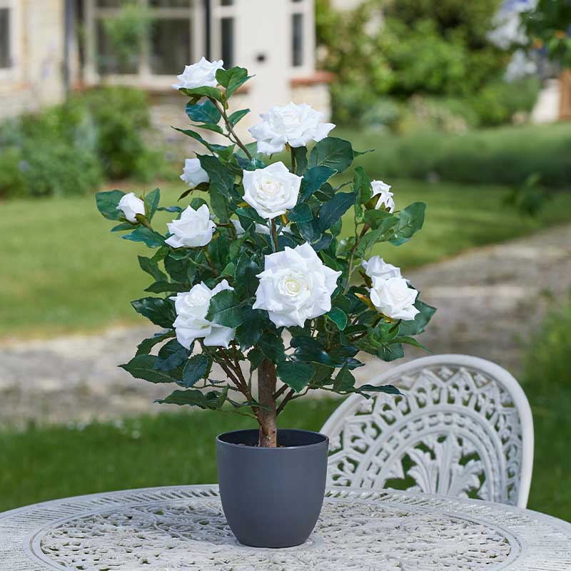 Rose Tree White 60cm