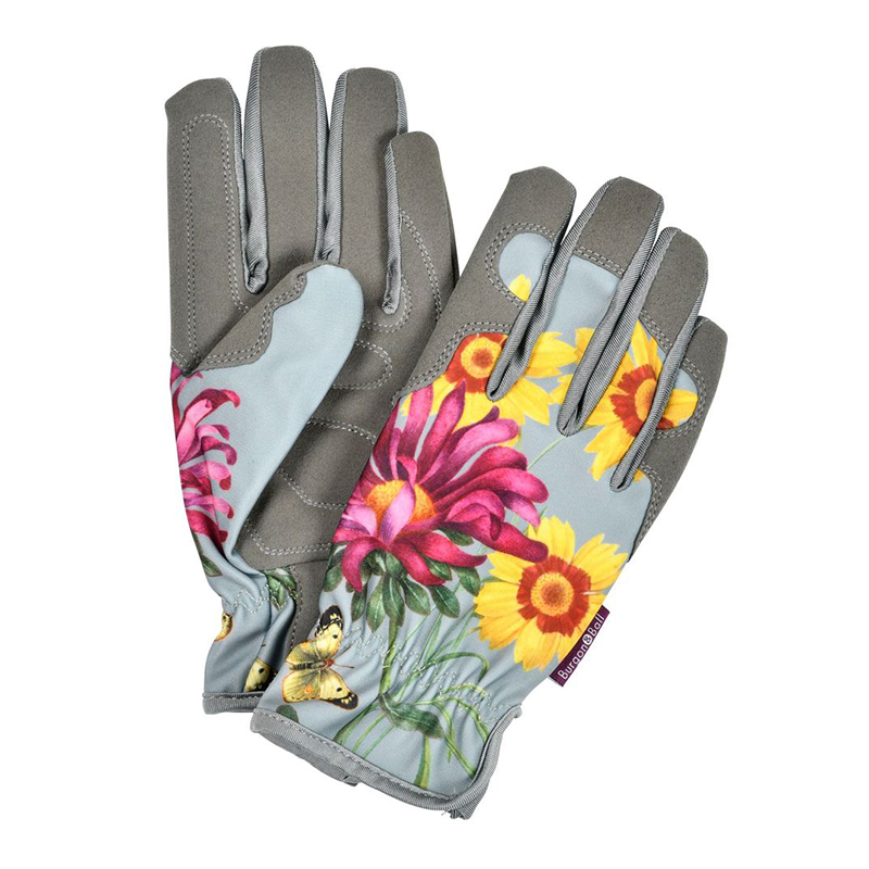 RHS Gift Gloves Asteraceae