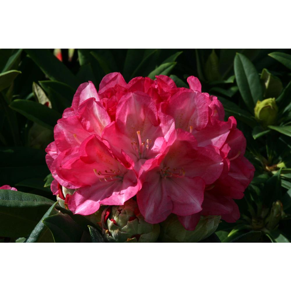 Rhododendron Yak Fantastica 3L