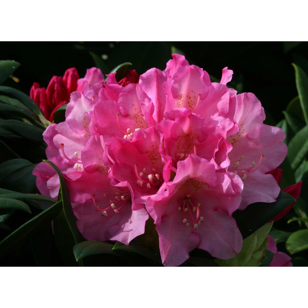 Rhododendron Yak Kalinka 3L