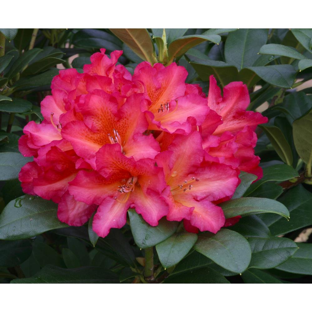 Rhododendron Golden Gate 7.5L Compact Hybrd Orange