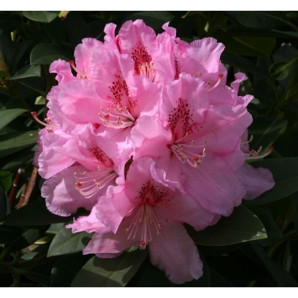 Rhododendron Albert Schweitzer 7.5L
