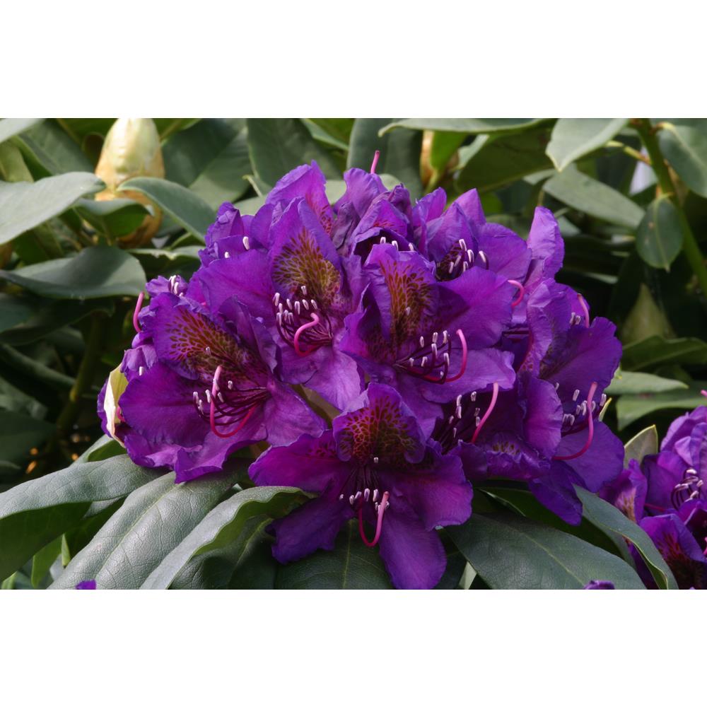 Rhododendron Marcel Menard 7.5L Hardy Hybrid Purple