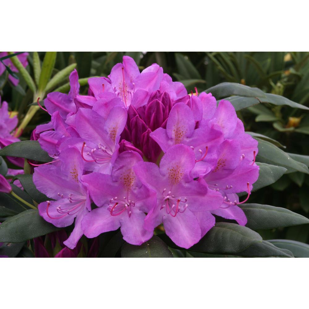 Rhododendron Roseum Elegans 7.5L Hardy Hybrid Lilac