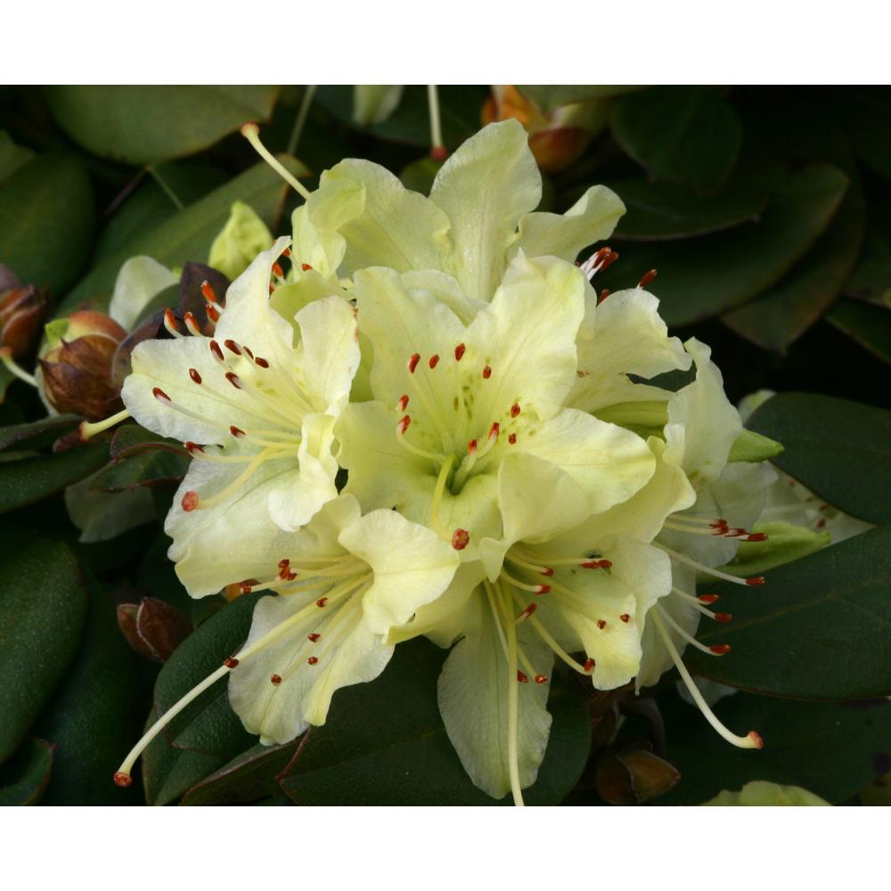 Rhododendron Dwarf Shamrock 3L