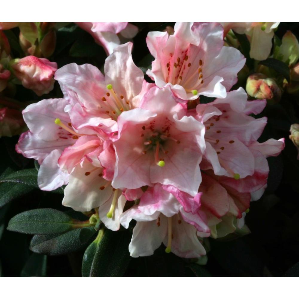 Rhododendron Dwarf Wee Bee 3L