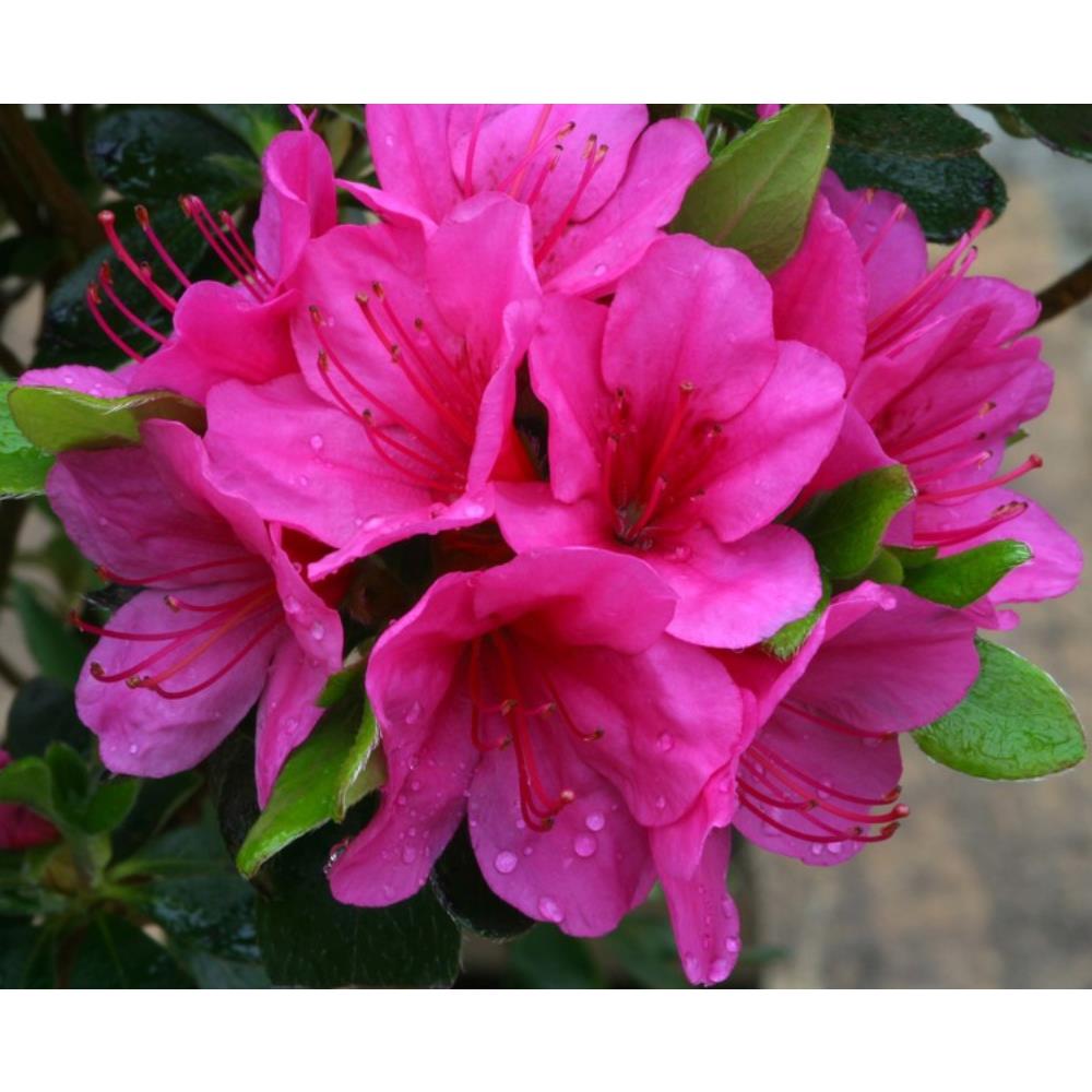 Evergreen Azalea Corany 3L