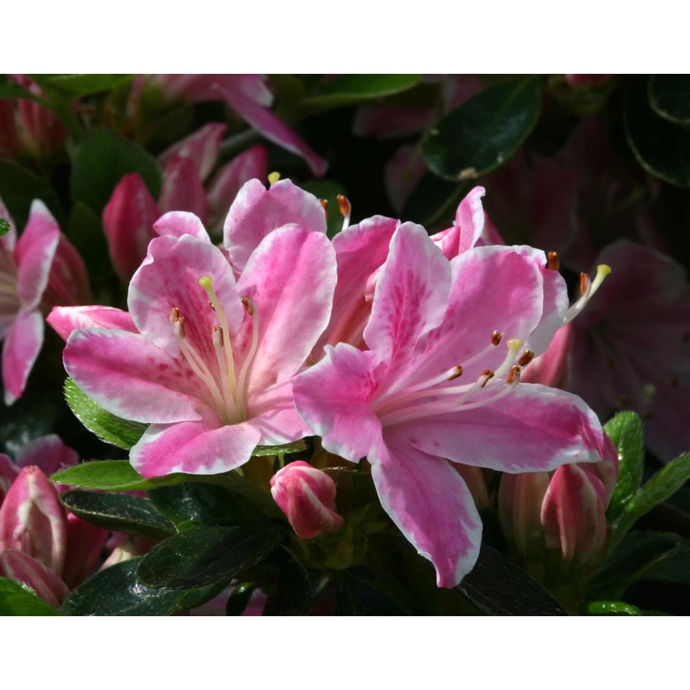 Evergreen Azalea Kermesina Rose 3L Pink/White