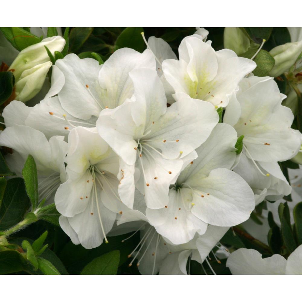 Evergreen Azalea Rose Greeley 3L  White