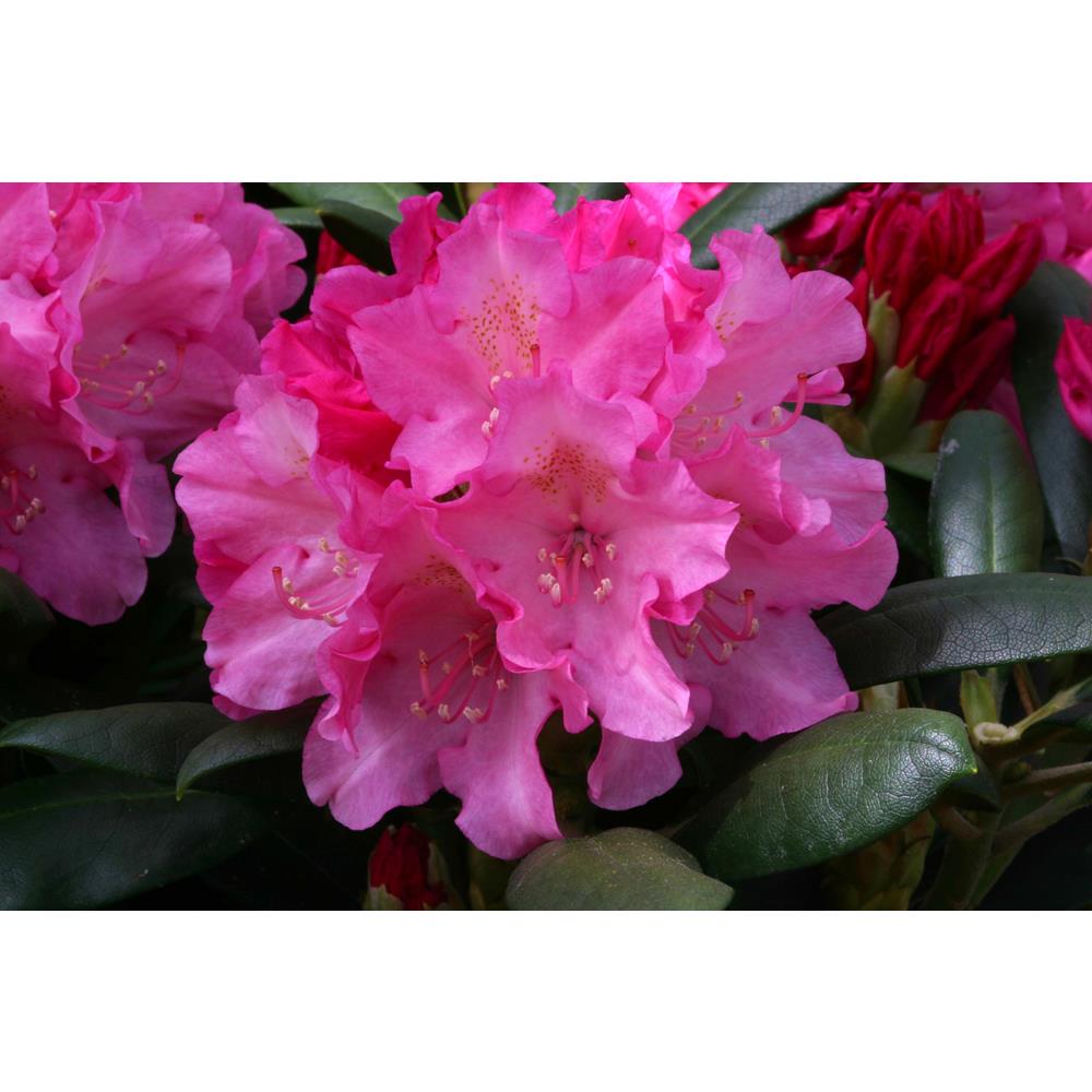 Rhododendron Yak Polaris 3L