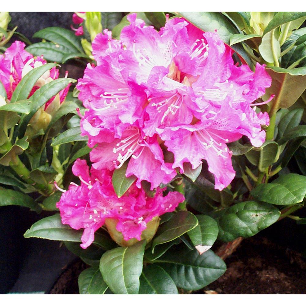 Rhododendron Rocket  Hardy Hybrid Pink 7.5L