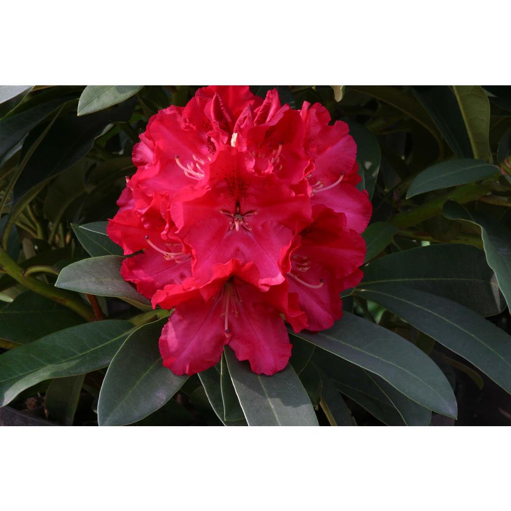 Rhododendron Hardy Hybrid Wilgens Ruby 7.5L