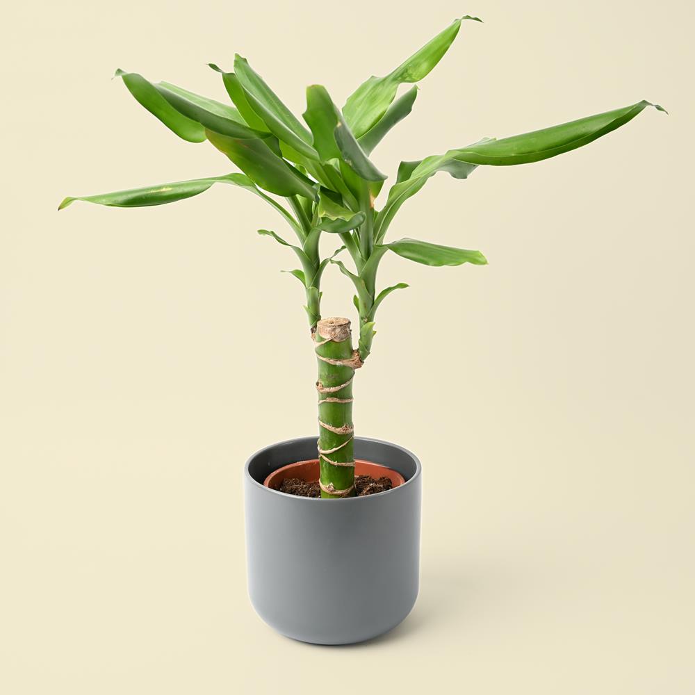 Dracaena frag 'Steudneri'