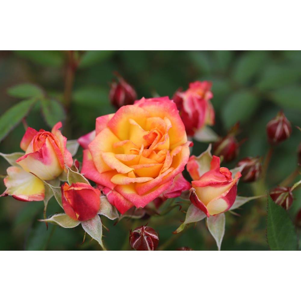 Little Sunset Rose 3L - Bush Roses - Polhill Garden Centre