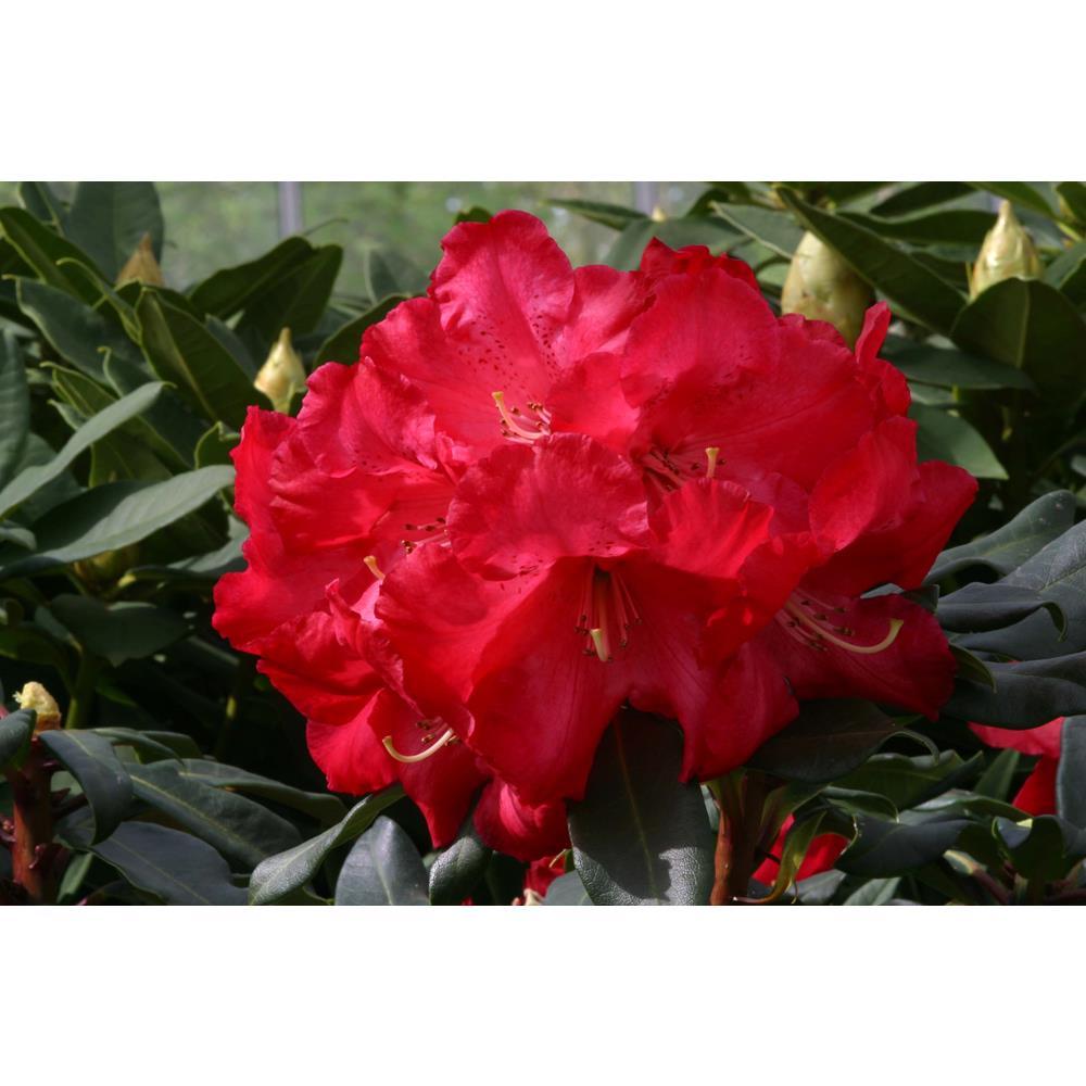 Rhododendron Hardy Hybrid Halfdan Lem 7.5L