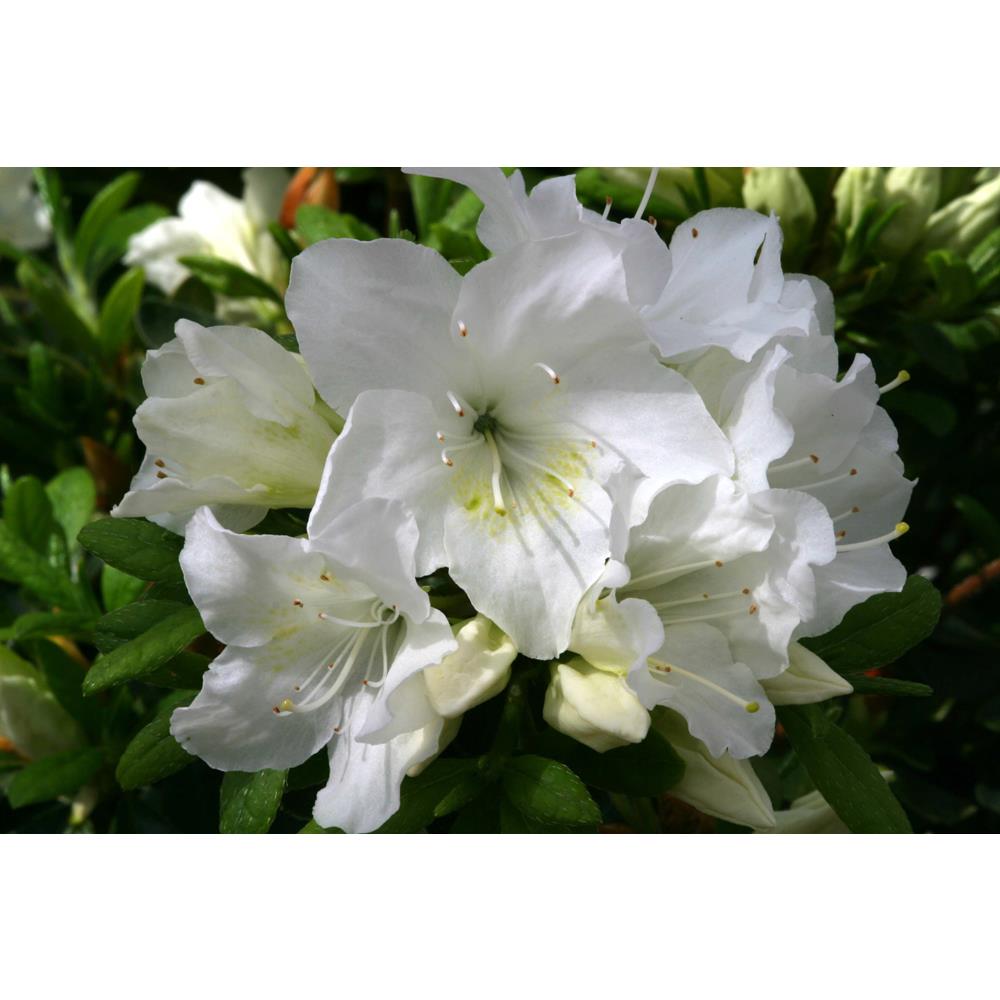 Evergreen Azalea Pleasant White 3L