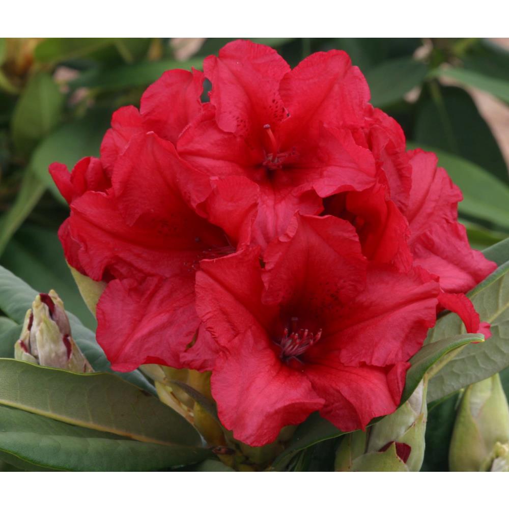 Rhododendron Yak Dopey 3L