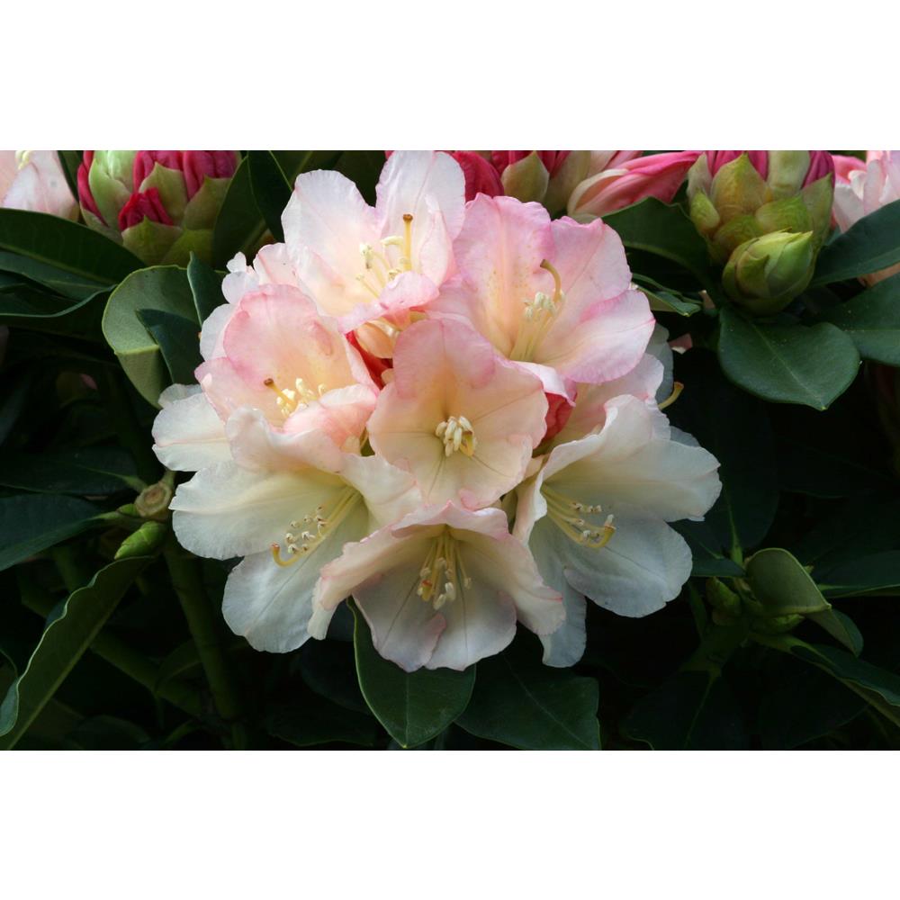 Rhododendron Yak Golden Torch 3L