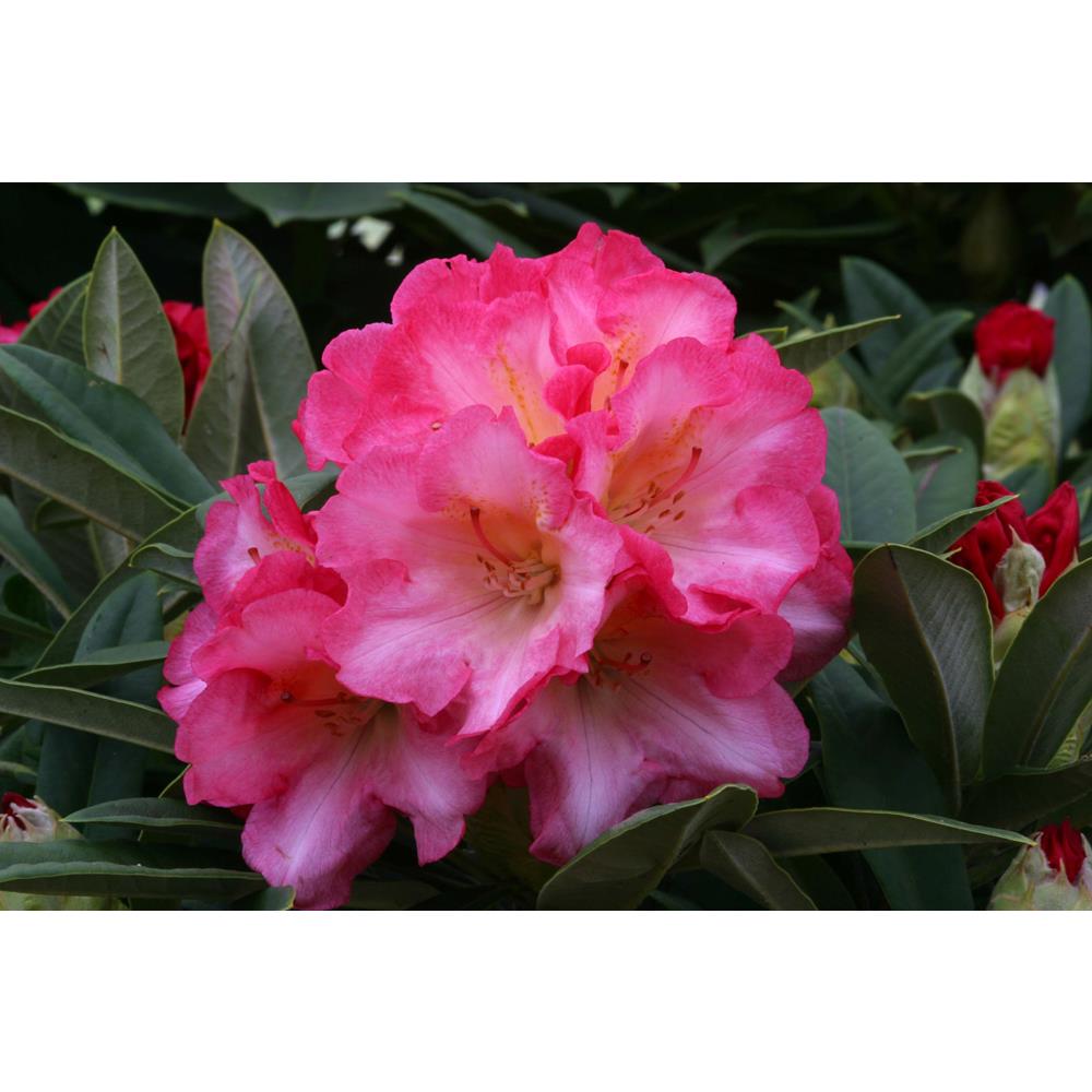 Rhododendron Yak Surrey Heath 3L