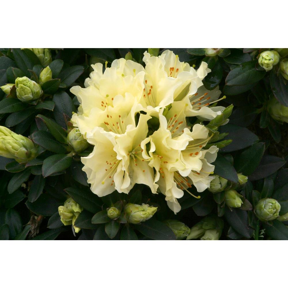 Rhododendron Patty Bee 3L Alpine/Dwarf Yellow