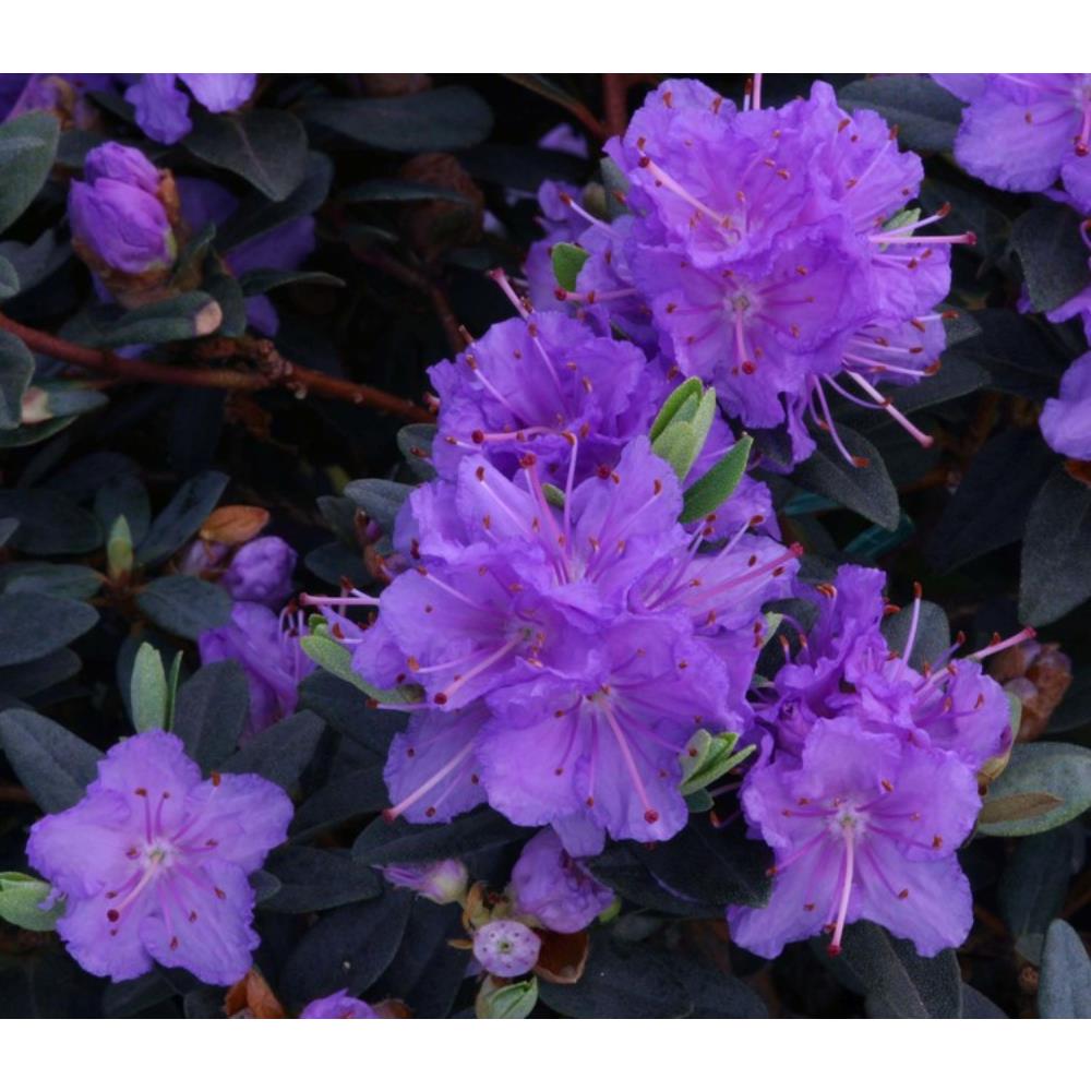 Rhododendron Dwarf Ramapo 3L