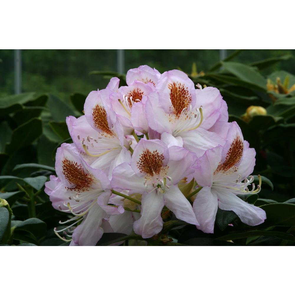 Rhododendron Hardy Hybrid Mrs. T H Lowinsky 7.5L
