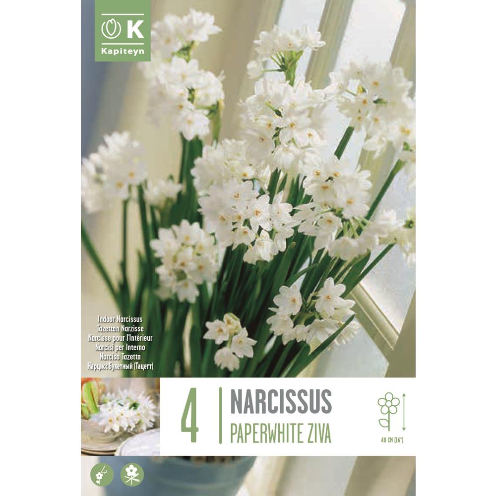 Narcissus Indoor Paperwhite Ziva