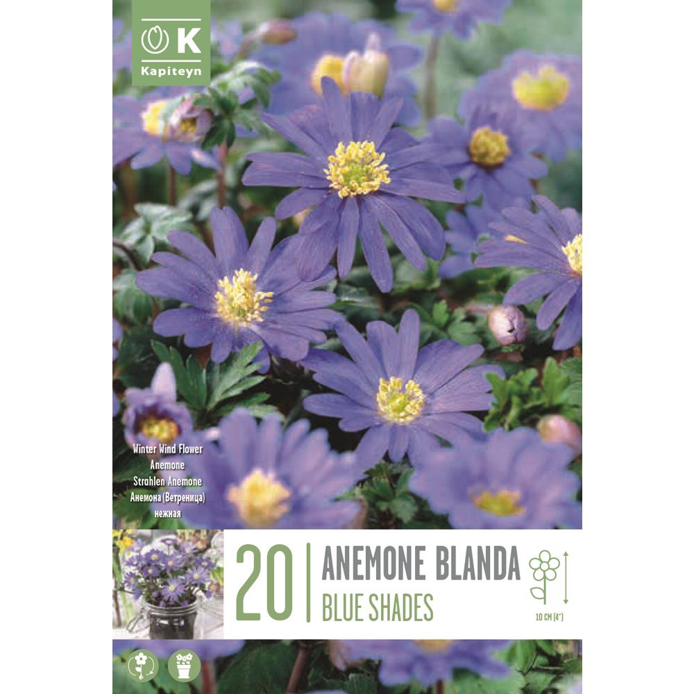 Anemone Blanda Blue Shades