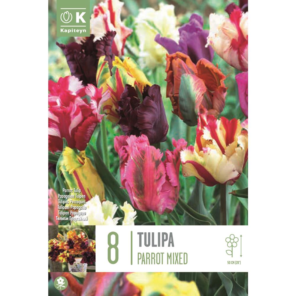 Tulip Parrot Mixed Colours 