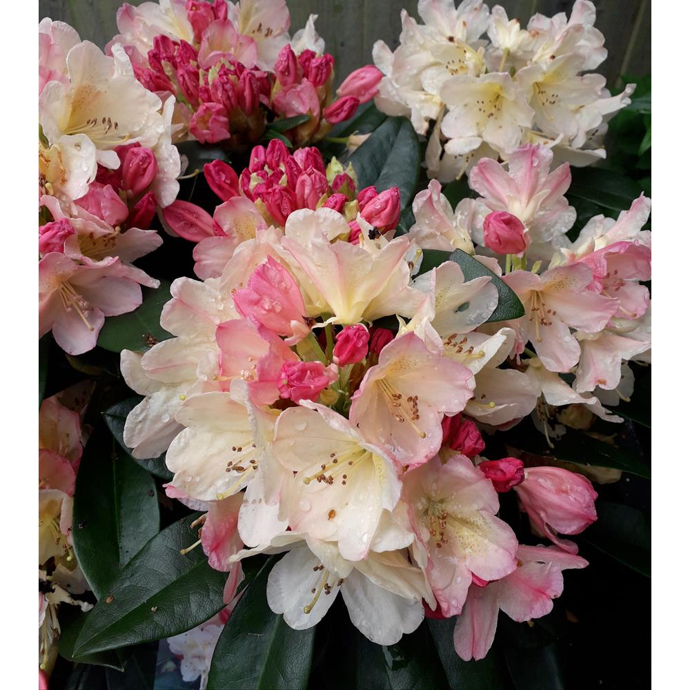 Rhododendron Percy Wiseman  3L Yak Promo Peach