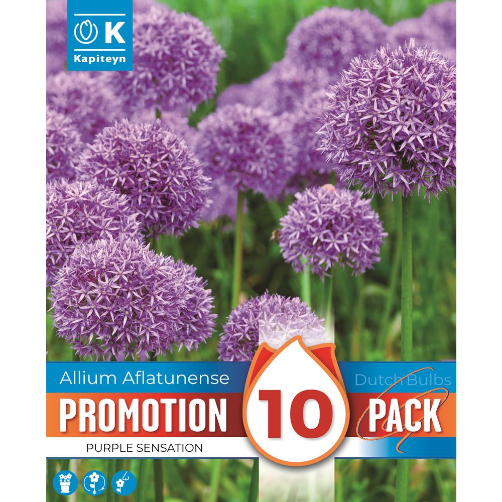 Promo Allium Purple Sensation