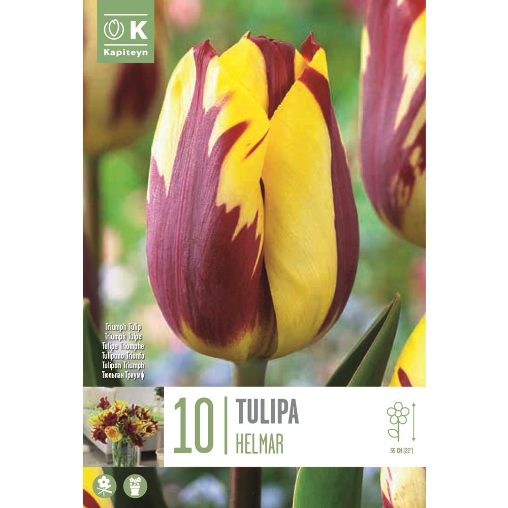 Tulip Helmar