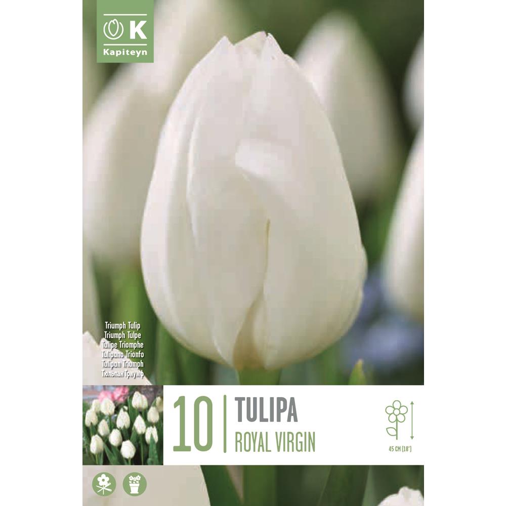 Tulip Royal Virgin